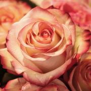 Foto reading met online medium Rose